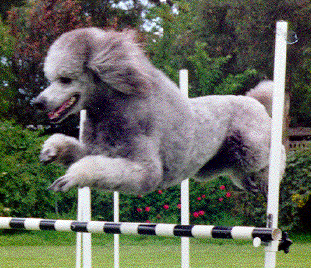 Standard Poodle