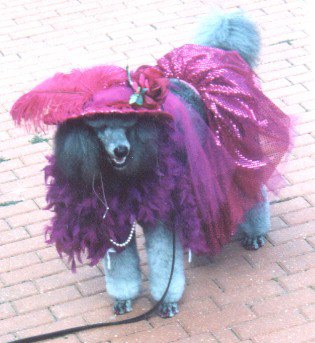 G'Day Walkabout in Pearls